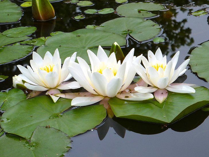 Bunga Lotus Seroja