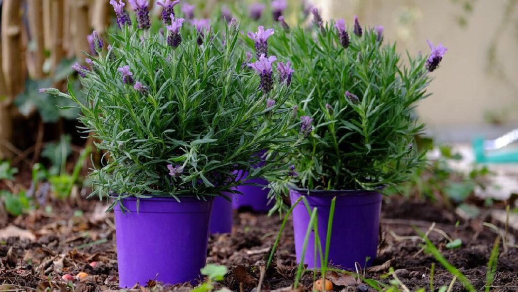 Cara Merawat Lavender dalam pot