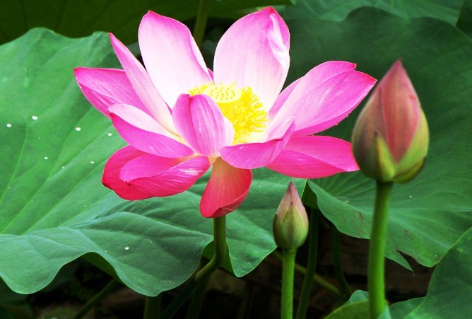 Manfaat Bunga Lotus