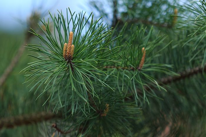Manfaat Pohon Pinus Bagi Manusia