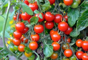 Cara Menanam dan Perawatan Tomat