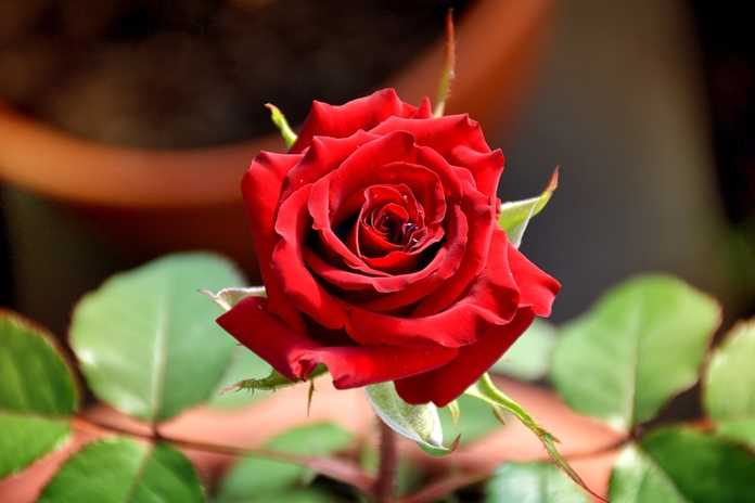 Manfaat Tanaman Mawar untuk Kesehatan dan Kecantikan