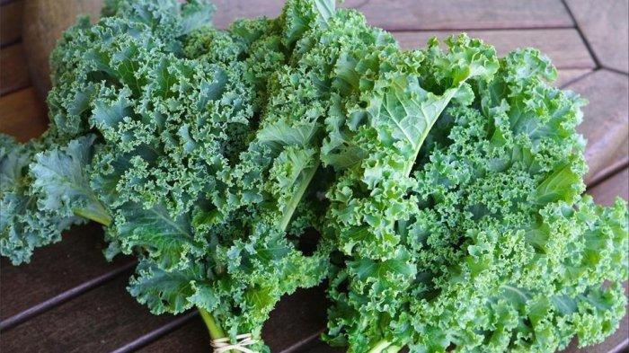 Taksonomi Sayuran Kale