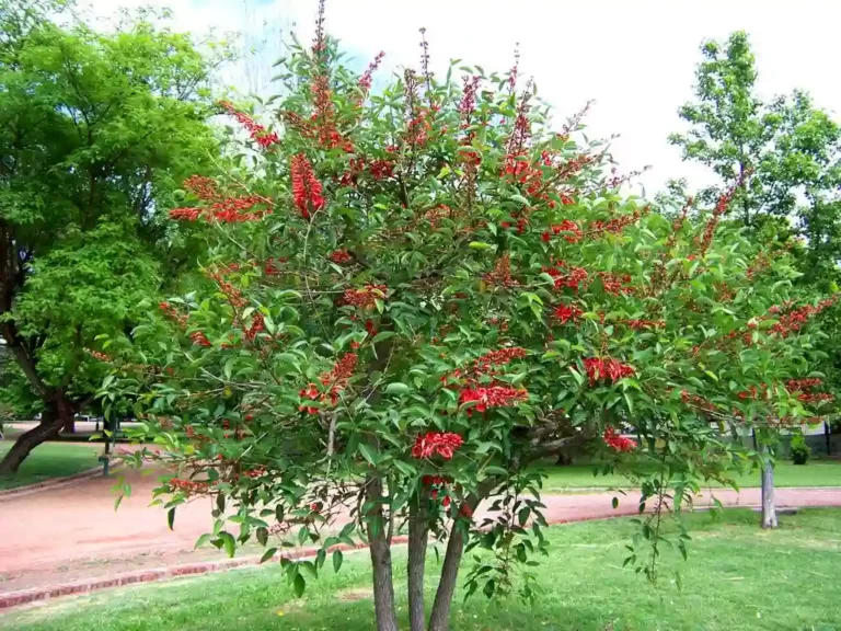 Pohon Dadap Merah