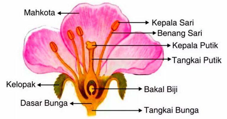 Struktur Morfologi Bunga